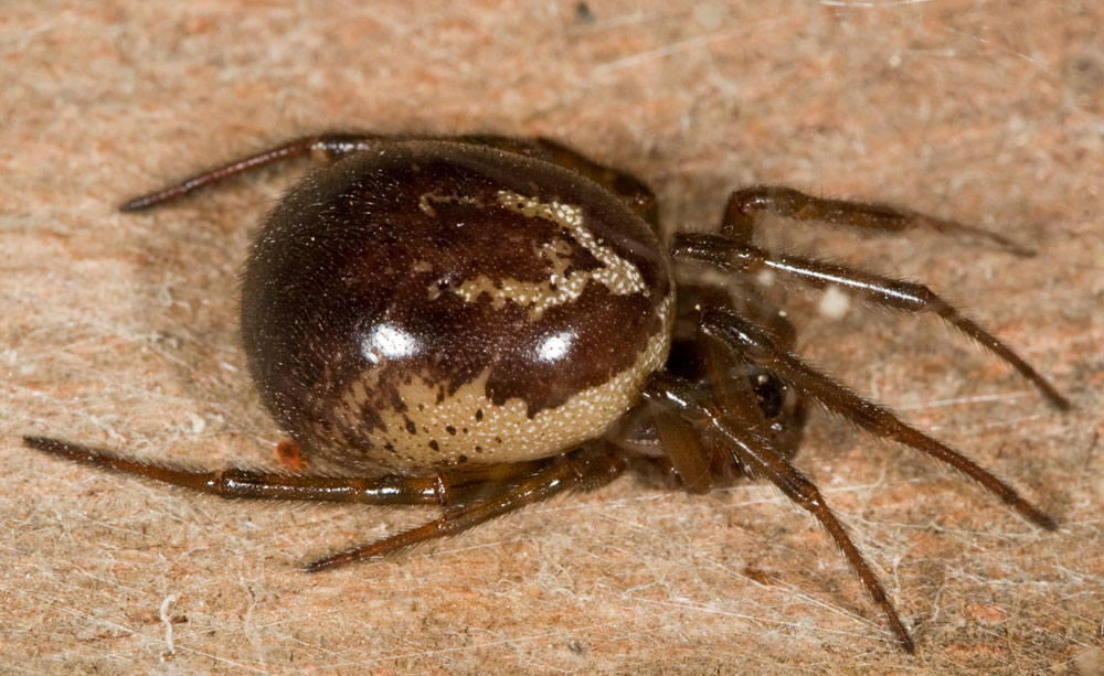 Steatoda nobilis