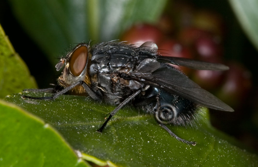 Calliphoridae? (Calliphora vicina)