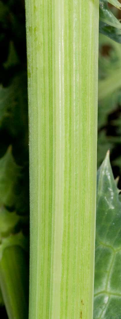 Sonchus asper / Grespino spinoso