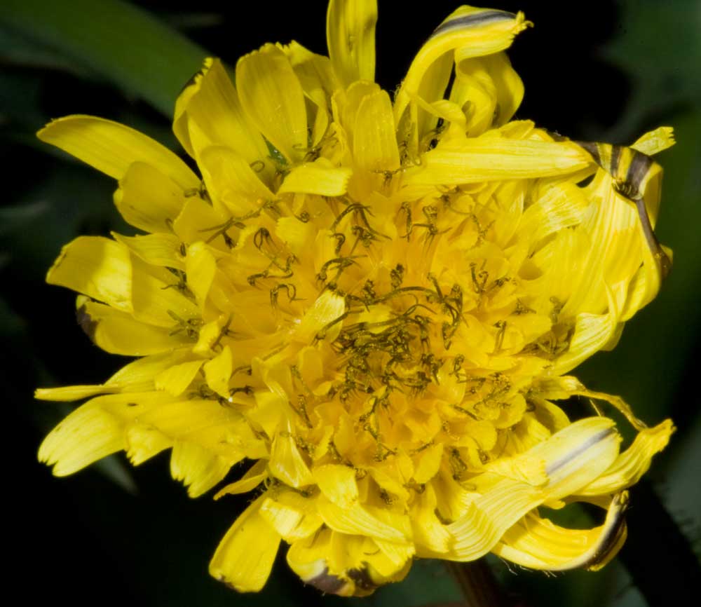 Sonchus asper / Grespino spinoso