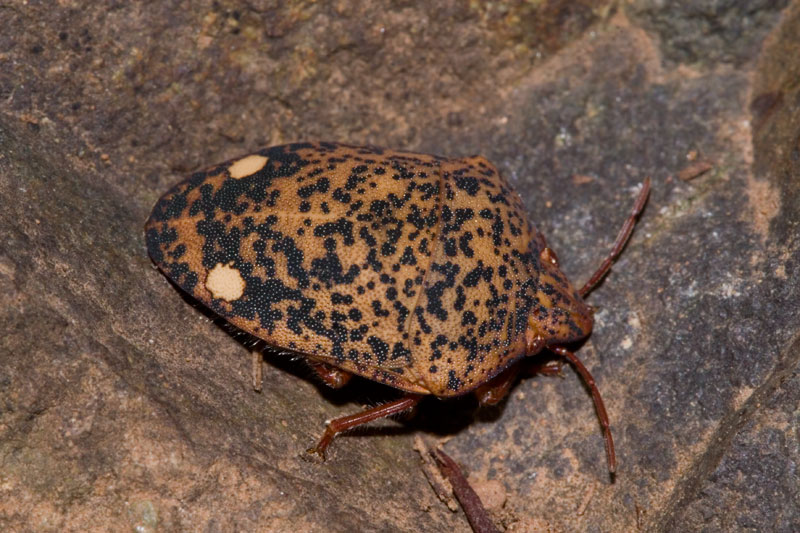 Solenosthedium, conferma all''Elba