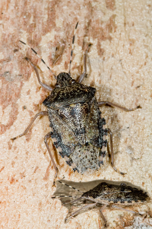 Pentatomidae:  Rhaphigaster nebulosa