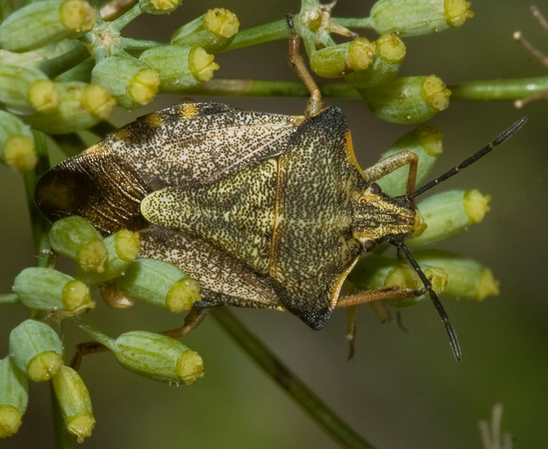 Carpocoris mediterraneus o fuscispinus?