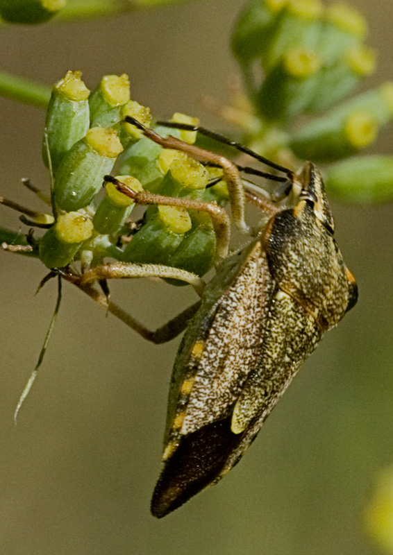 Carpocoris mediterraneus o fuscispinus?