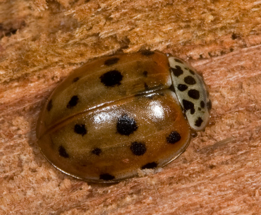 Coccinella da determinare.