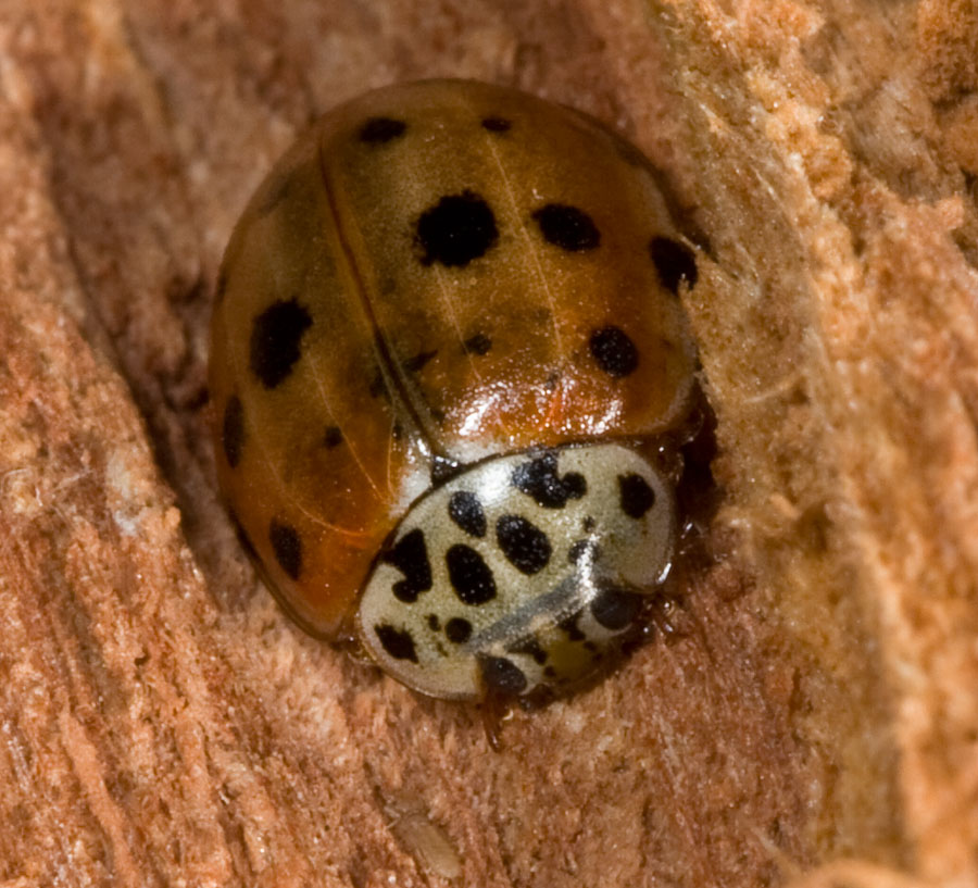 Coccinella da determinare.