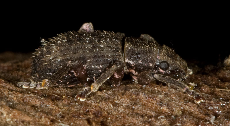 ...ancora un piccolo curculionidae!