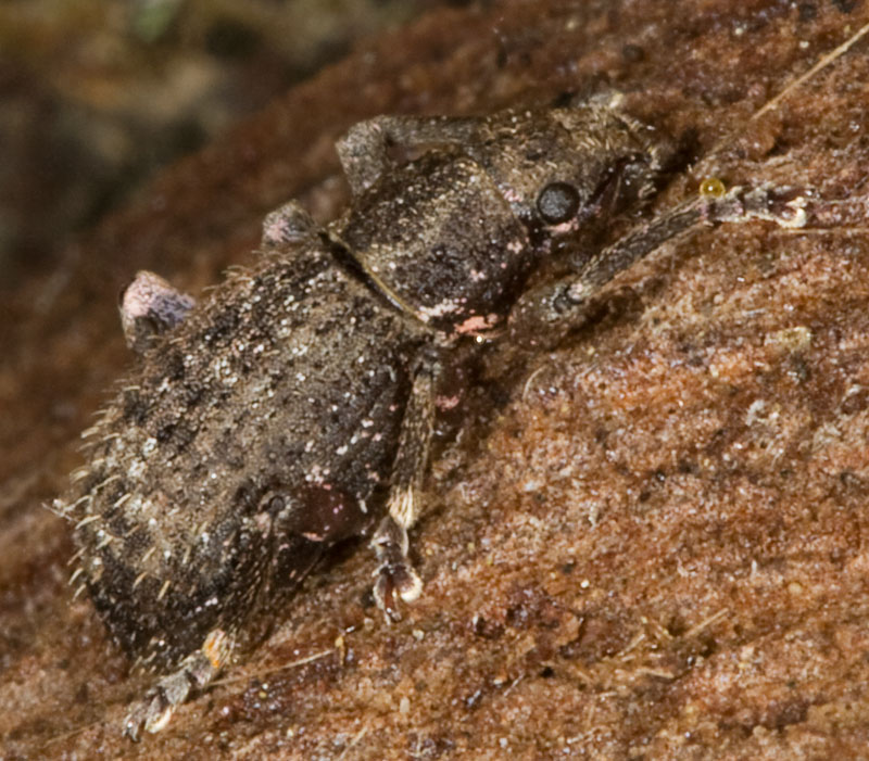 ...ancora un piccolo curculionidae!