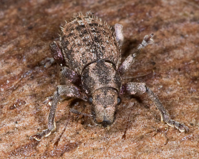 ...ancora un piccolo curculionidae!