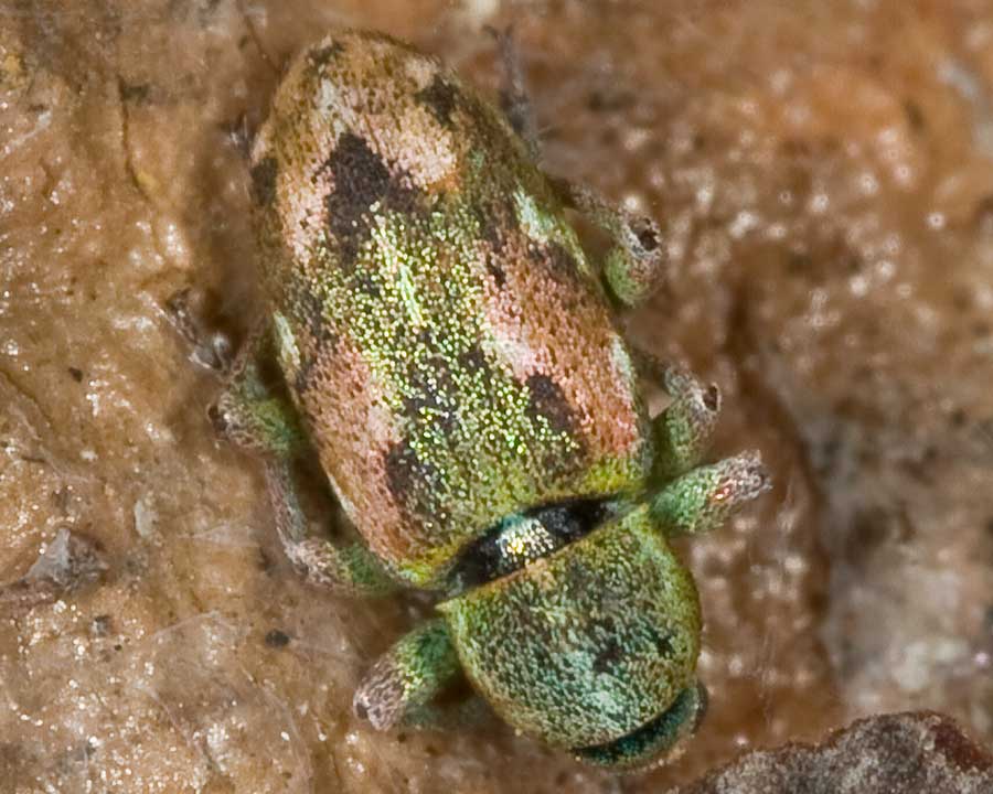 Curcullionidae minuscolo e....variopinto!