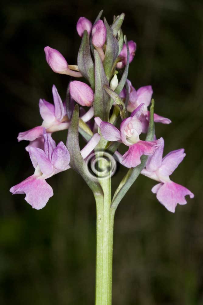 Orchidee:  le catture di oggi!