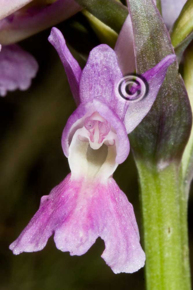 Orchidee:  le catture di oggi!