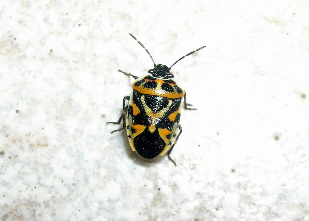 Eurydema ornatum