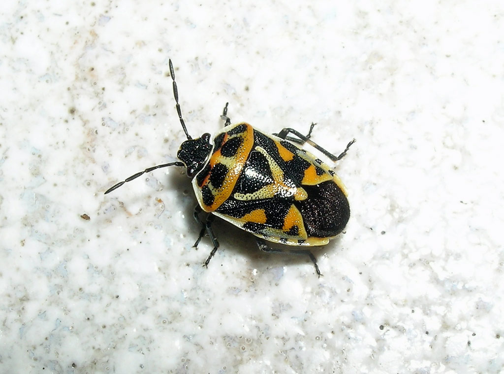 Eurydema ornatum