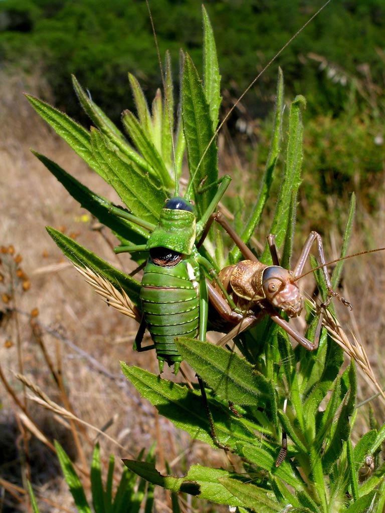 ...due marziani! - Uromenus (Bolivarius) elegans