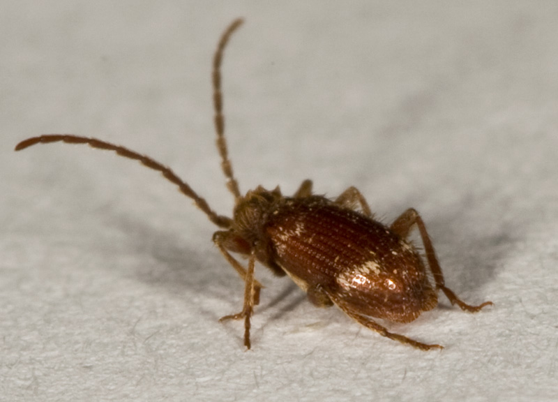 Anobiidae Ptininae :Ptinus sp.