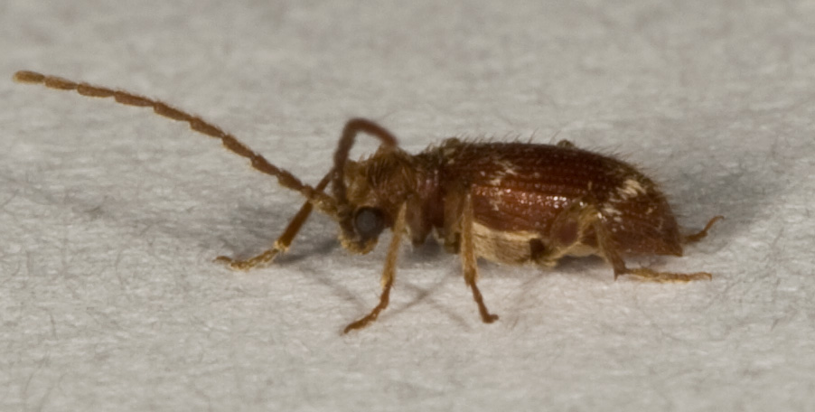 E'' possibile che sia un Cerambyicidae? No,  Anobiidae Ptininae :Ptinus sp.