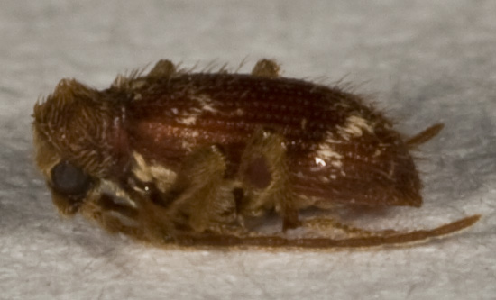 E'' possibile che sia un Cerambyicidae? No,  Anobiidae Ptininae :Ptinus sp.