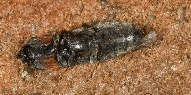 Elateridae rosso-nero!