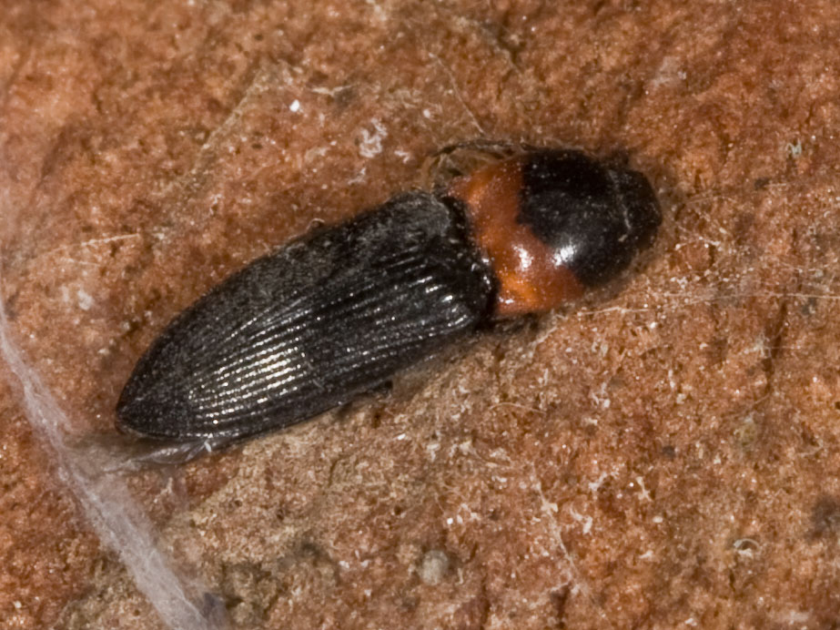 Elateridae rosso-nero!