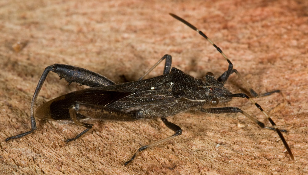 Camptopus lateralis