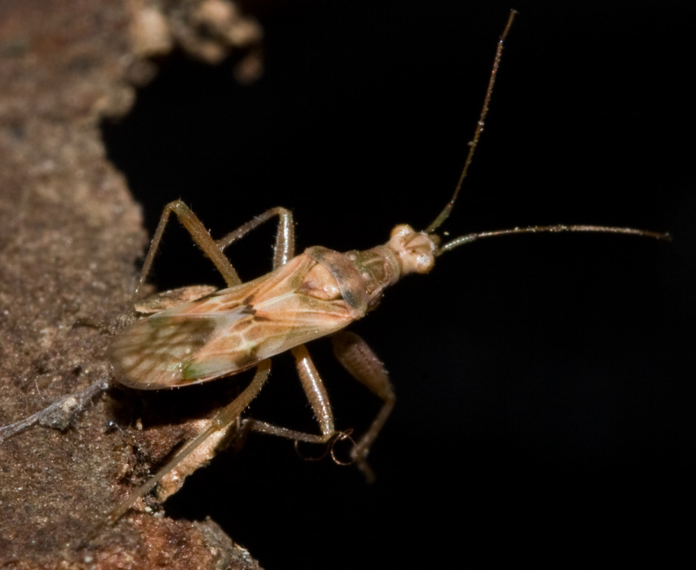 Nabis (Aspilaspis) viridulus