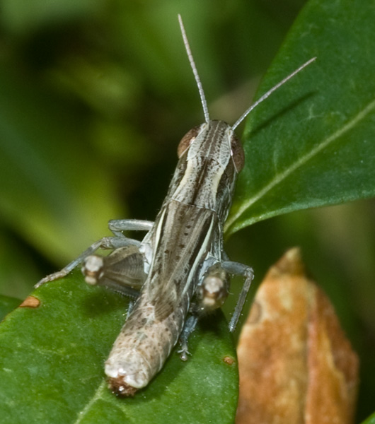 Acrididae: Euchorthippus declivus