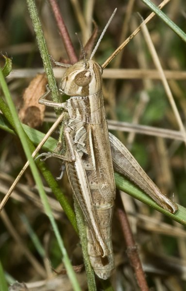 Acrididae: Euchorthippus declivus