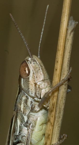 Acrididae: Euchorthippus declivus