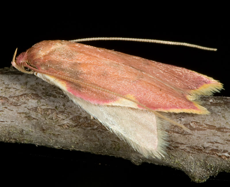 Farfallina rosa: Carcina quercana