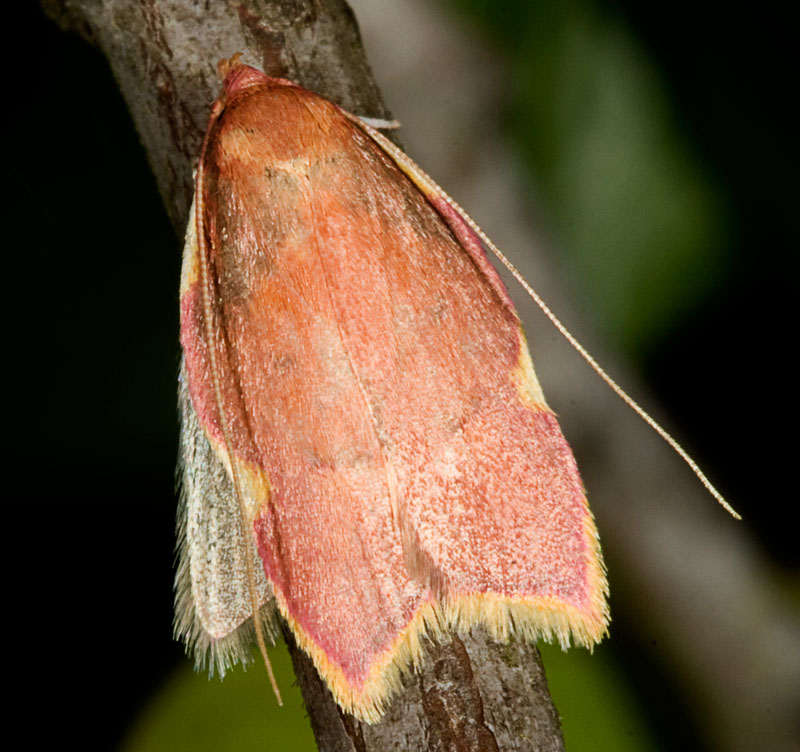 Farfallina rosa: Carcina quercana