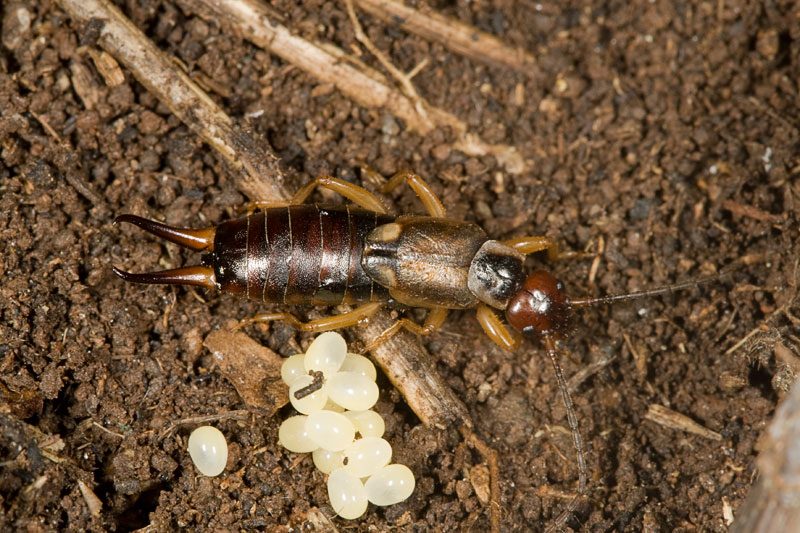 Forficula auricularia con le proprie uova!!??