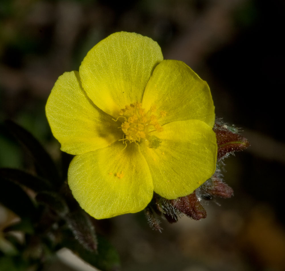 Fumana ericifolia e thymifolia