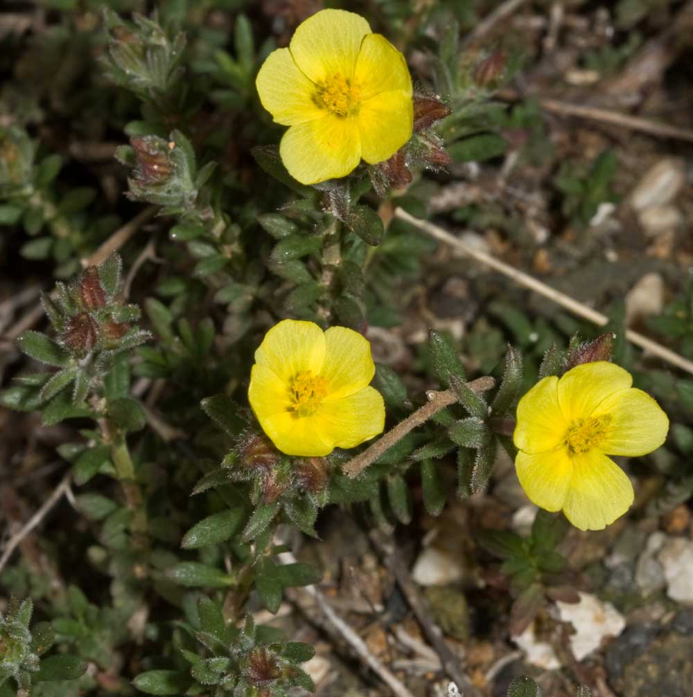 Fumana ericifolia e thymifolia