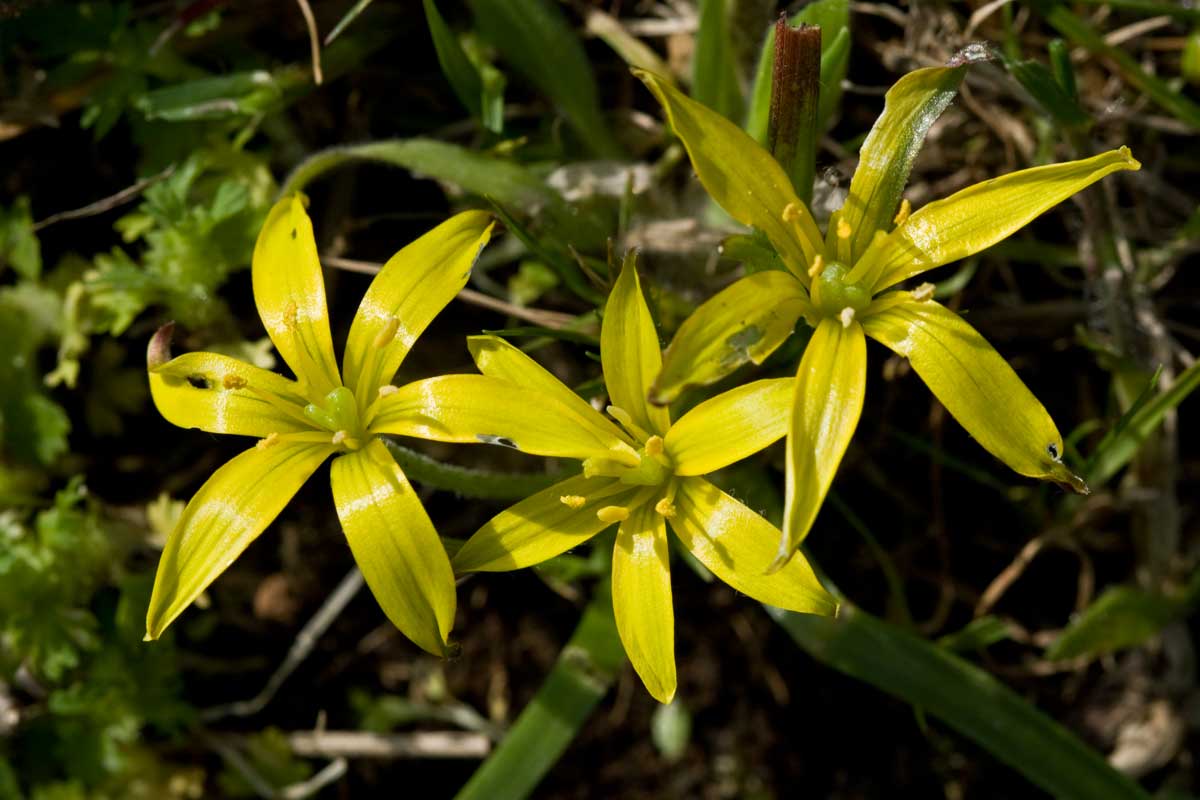 Gagea granatellii / Cipollaccio di Granatelli