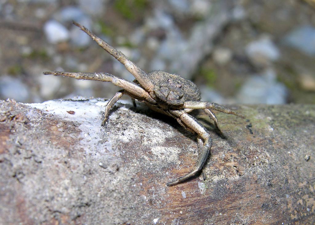 Ragno gladiatore (Xysticus (bufo?))