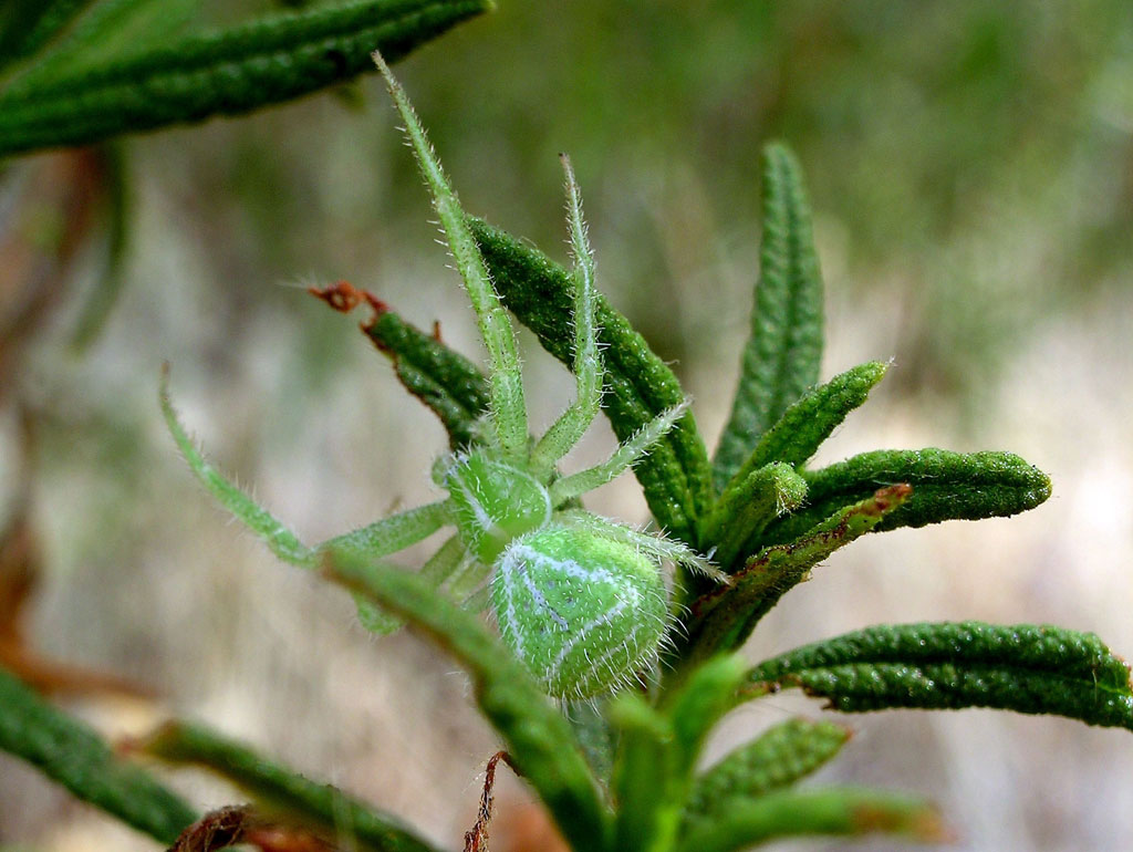Heriaeus sp.