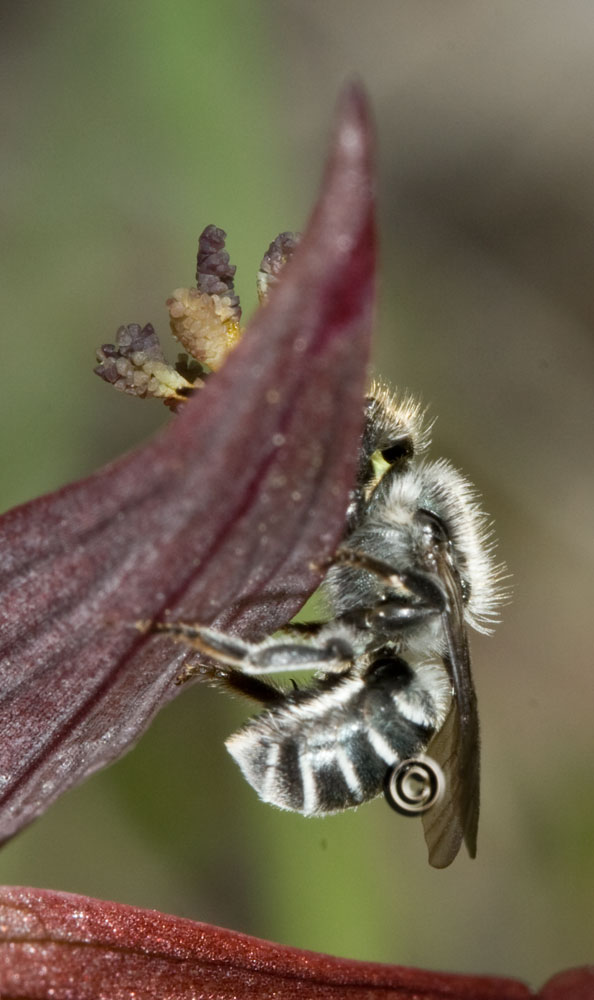 Sequenza impollinazione Serapias cordigera