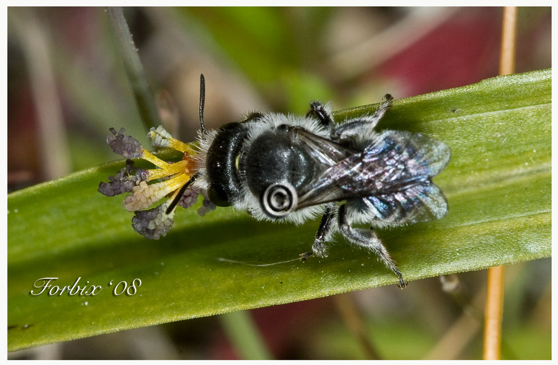 Sequenza impollinazione Serapias cordigera