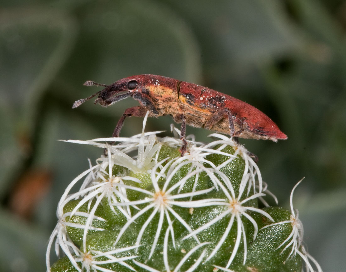 Lixus sanguineus (Curculionidae)