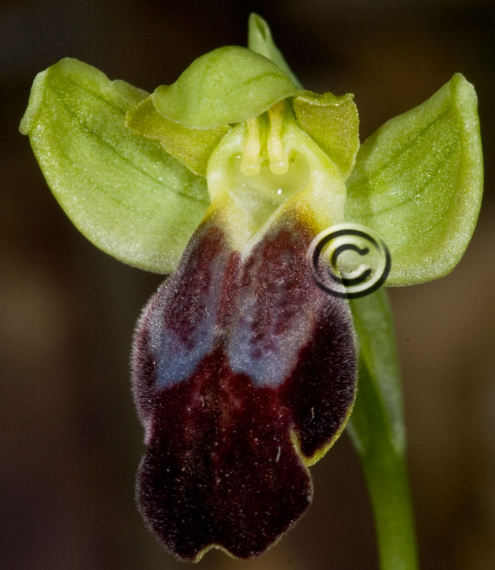 Ophrys lucifera