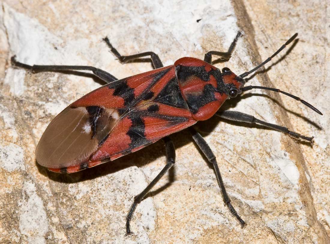 Spilostethus (Lygaeus) pandurus?