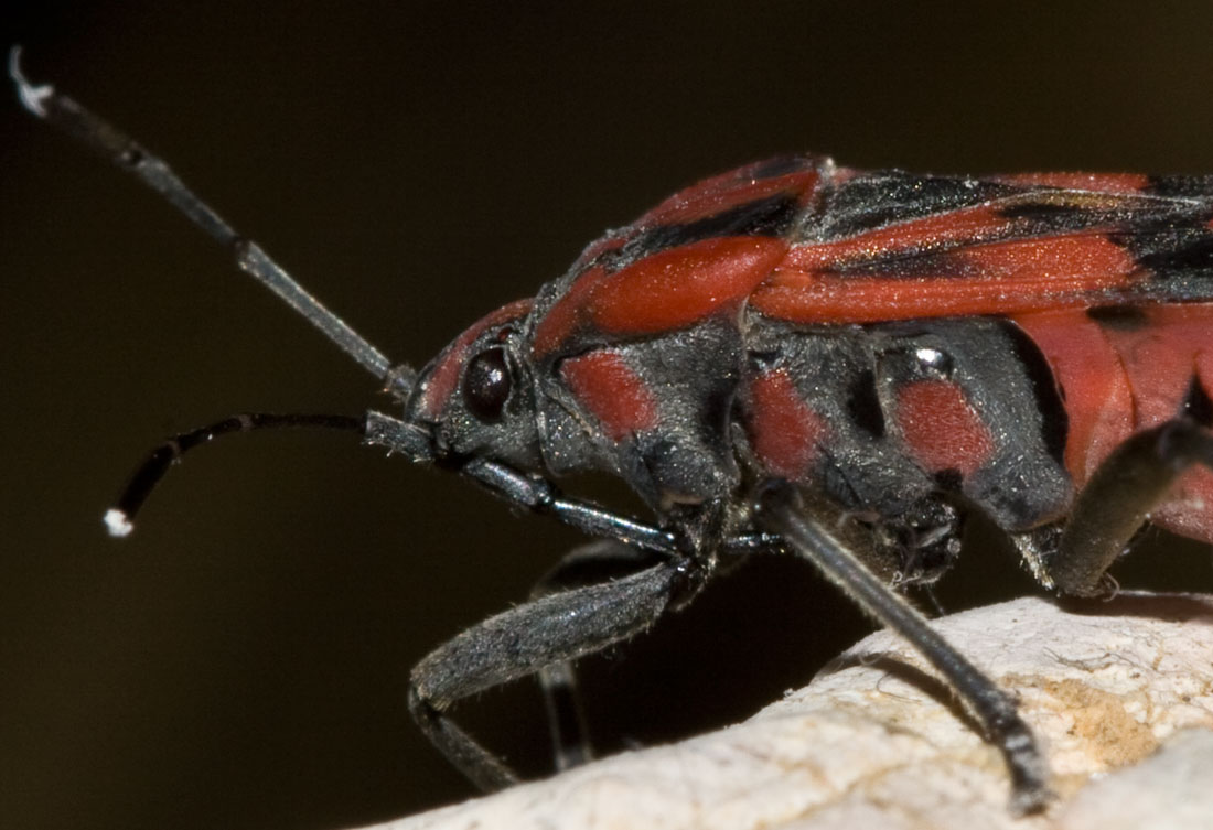 Spilostethus (Lygaeus) pandurus?