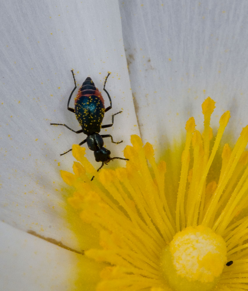 Charopus sp., Malachiidae