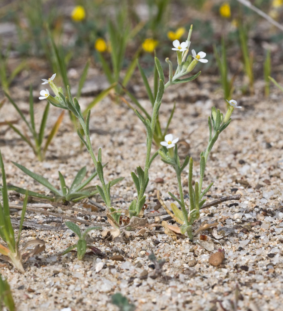 Malcomia ramosissima (Desf.) Thell. / Malcomia