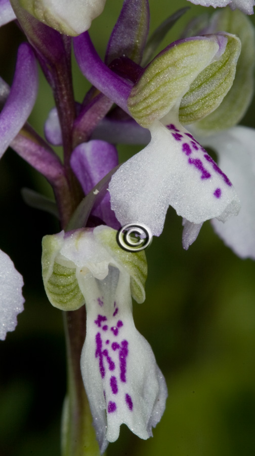 Apocromia di Orchis morio