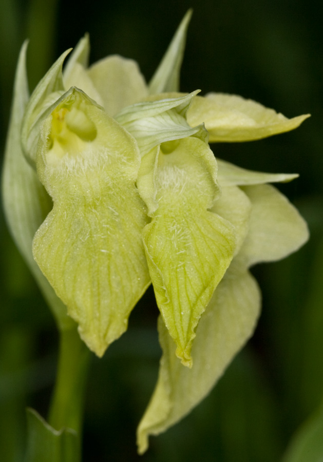 Apocromia di S. neglecta