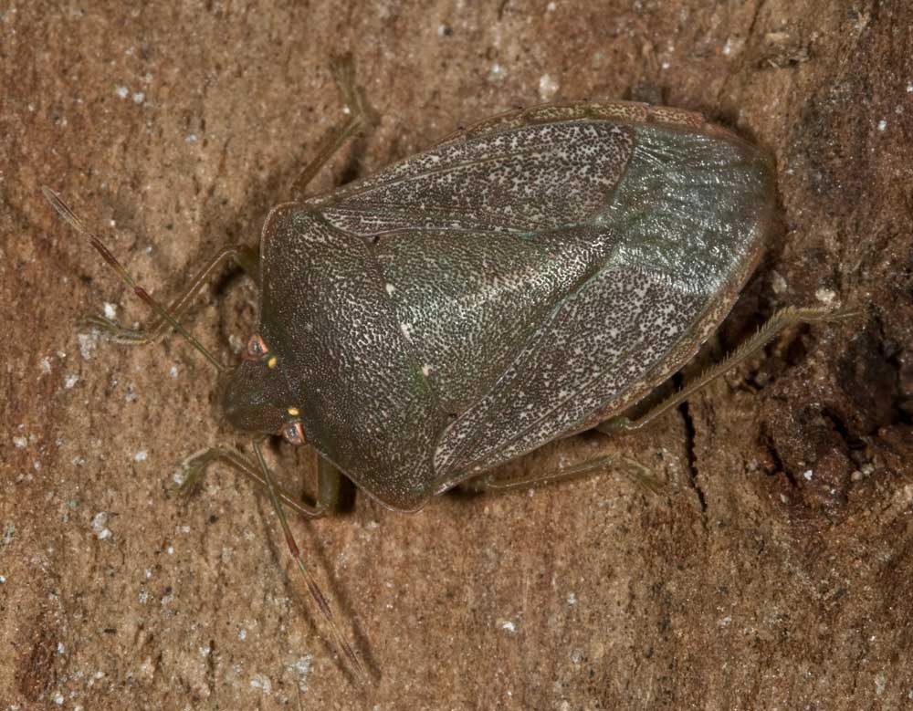 Nezara viridula e Palomena prasina