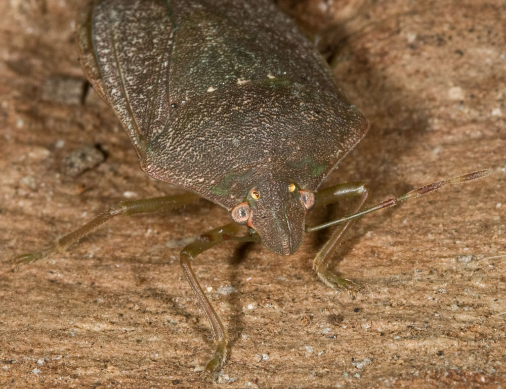 Nezara viridula e Palomena prasina