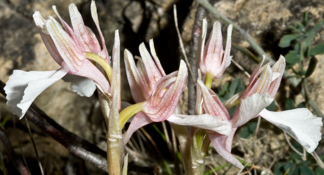 Orchis papilionacea